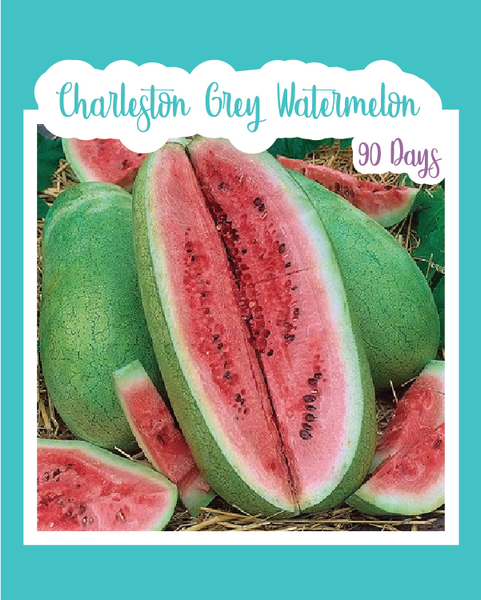 Watermelon Charleston Gray - Budget Seeds Watermelon Charleston Gray - Budget Seeds