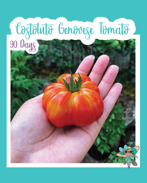 costoluto genovese tomato plant Costoluto Genovese Tomato