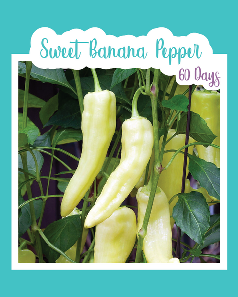 banana peppers seeds planting Sweet Banana Pepper
