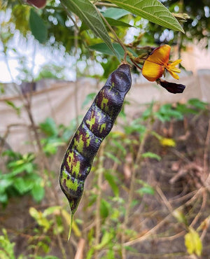 Anne's Pigeon Pea Mix