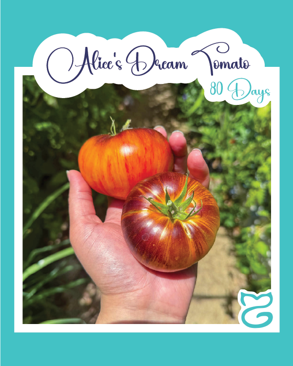 Alice's Dream Tomato