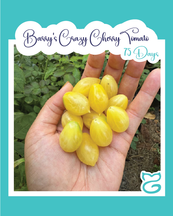 Barry's Crazy Cherry Tomato