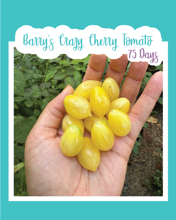 Barry's Crazy Cherry Tomato