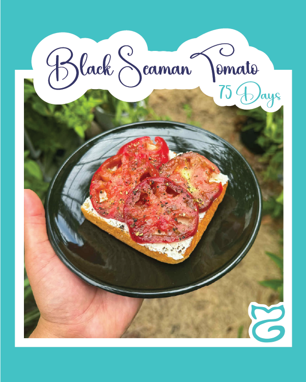 Black Seaman Tomato