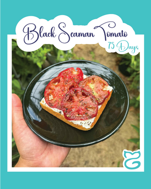 Black Seaman Tomato