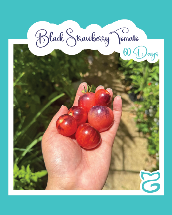 Black Strawberry Tomato