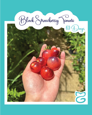 Black Strawberry Tomato