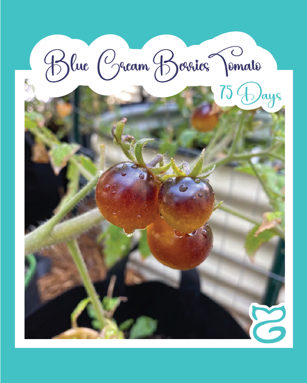 Blue Cream Berries Tomato