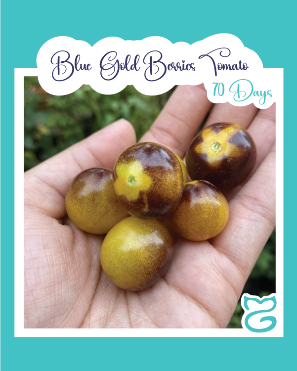 Blue Gold Berries Tomato