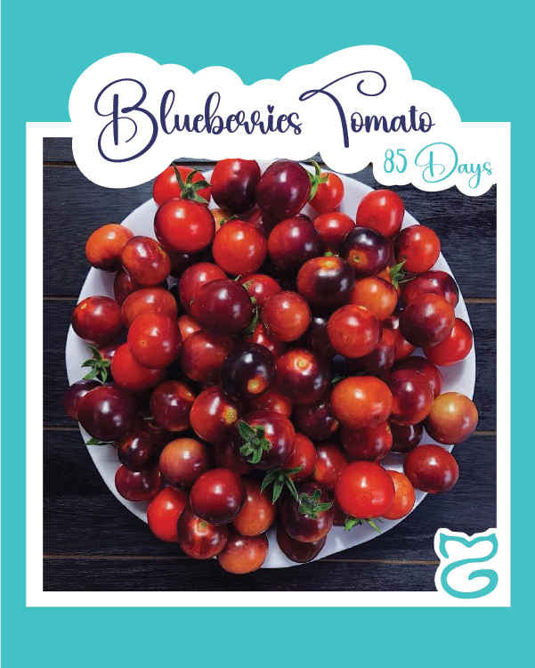 Blueberries Tomato
