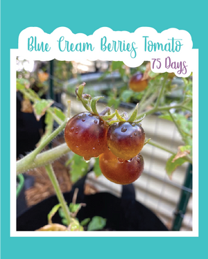 Blue Cream Berries Tomato