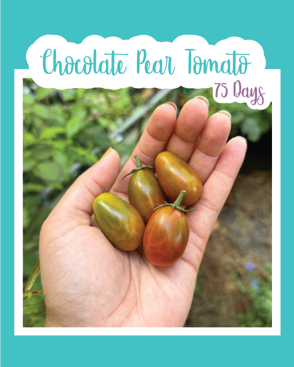 Chocolate Pear Tomato