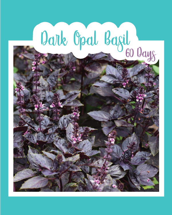 Dark Opal Basil