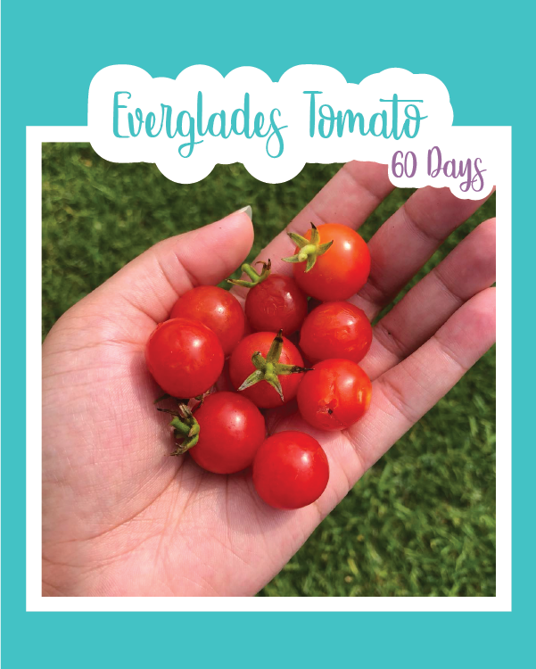 Everglades Cherry Tomato