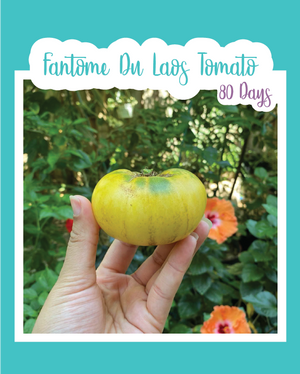 Fantome Du Laos Tomato