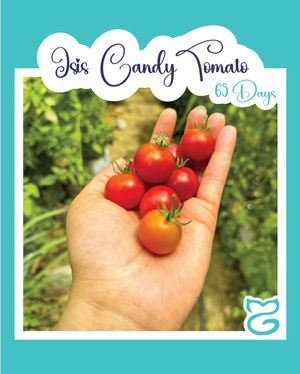 Isis Candy Cherry Tomato
