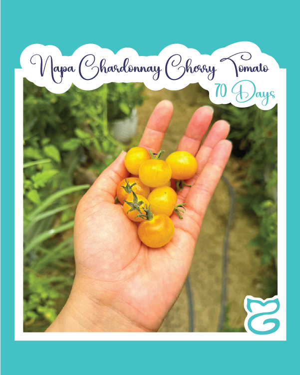 Napa Chardonnay Cherry Tomato