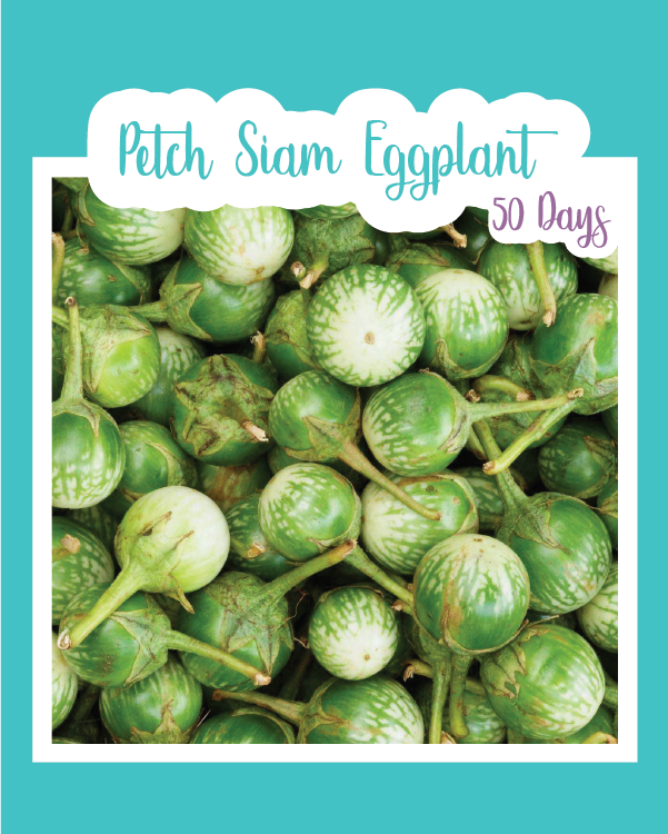 Petch Siam Eggplant