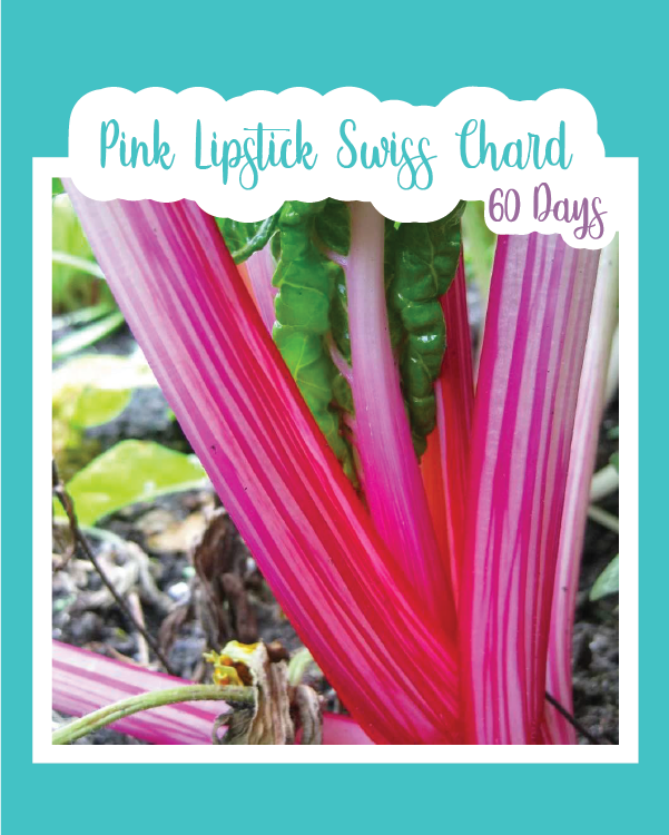 Pink Lipstick Swiss Chard