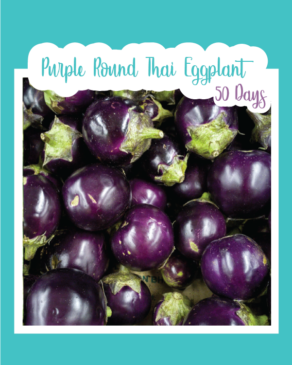 Purple Round Thai Eggplant