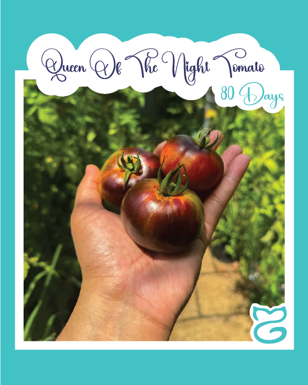 Queen of the Night Tomato