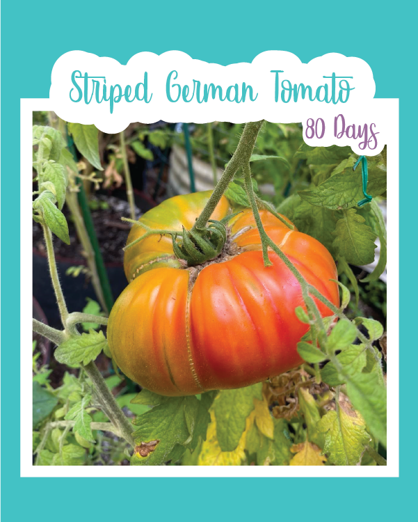 Striped German Tomato