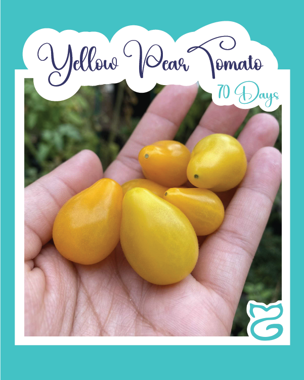 Yellow Pear Tomato