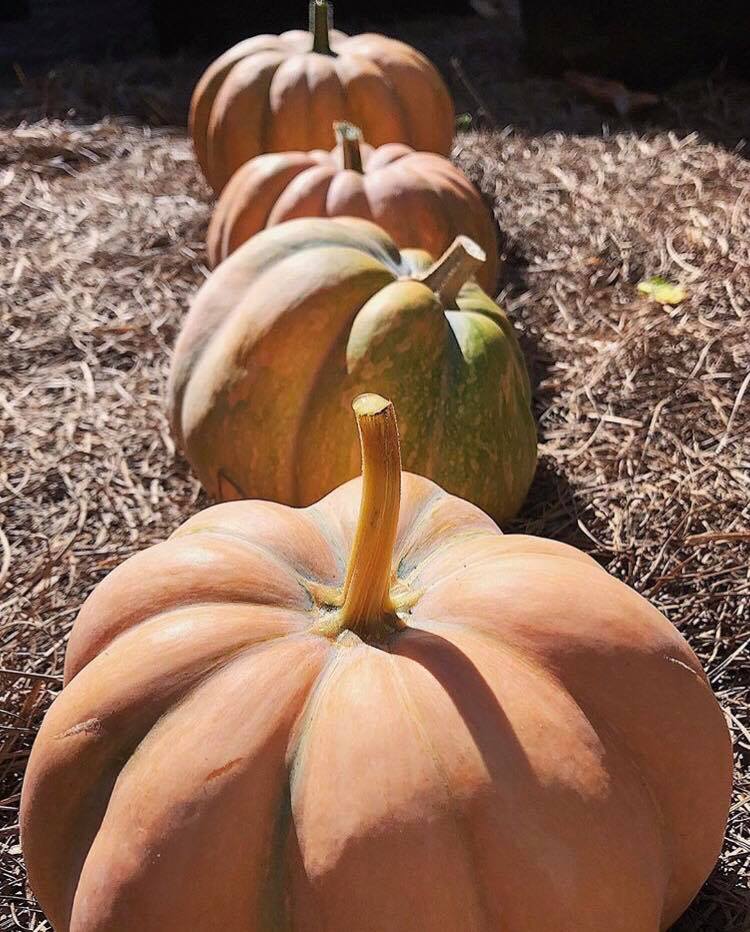 Fairytale Pumpkin