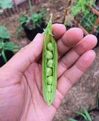 Amish Snap Pea