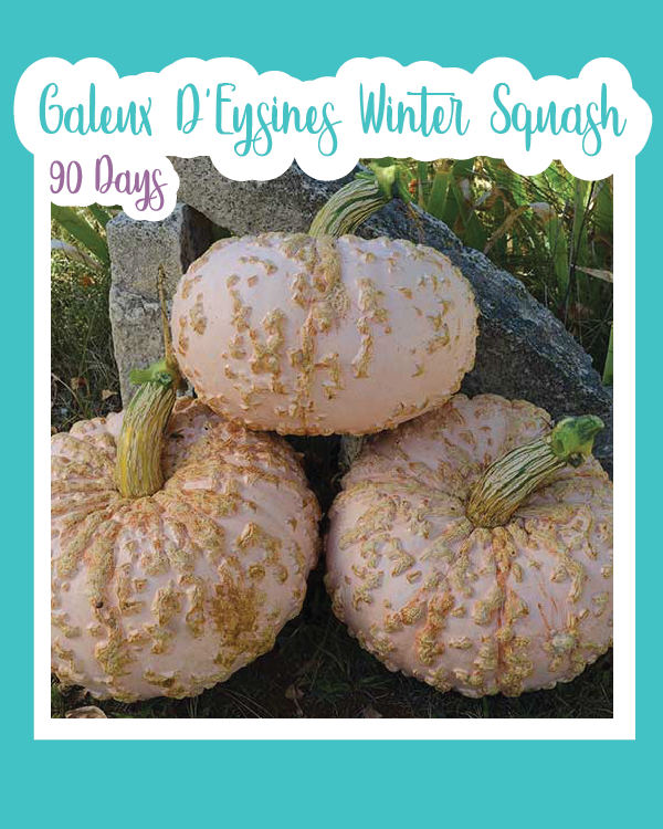 Galeux D'Eysines Winter Squash
