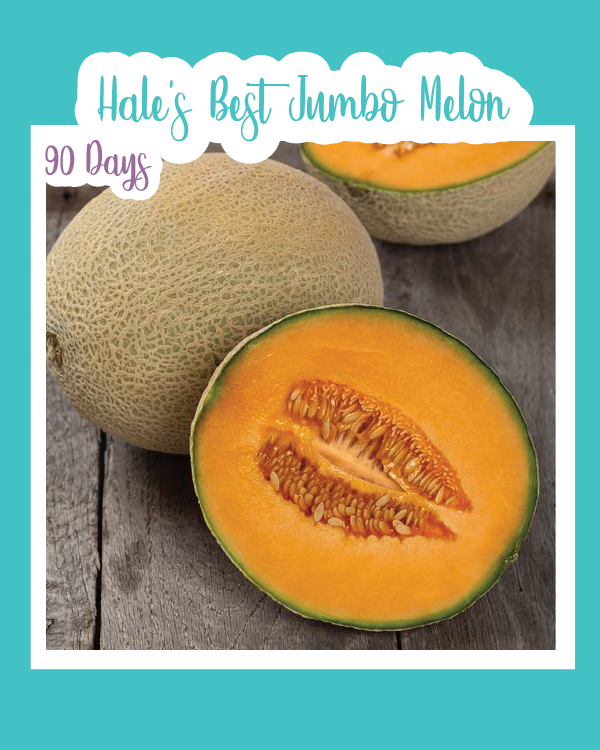 Hale's Best Jumbo Melon