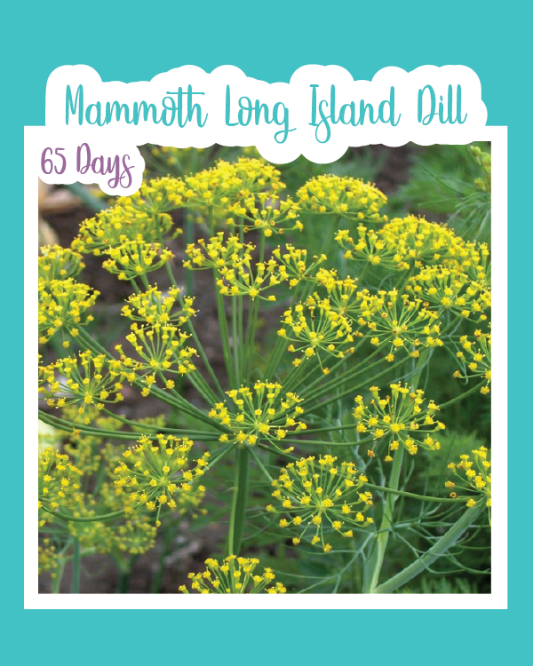 Mammoth Long Island Dill