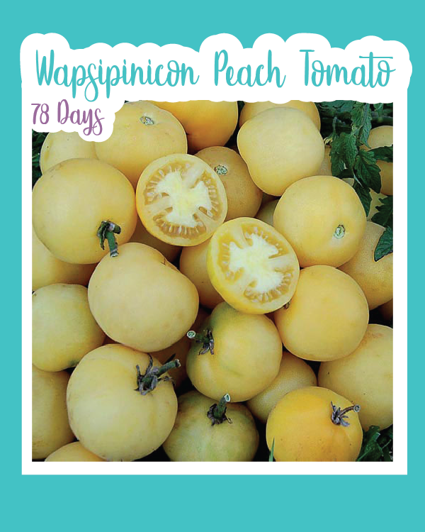 Wapsipinicon Peach Tomato