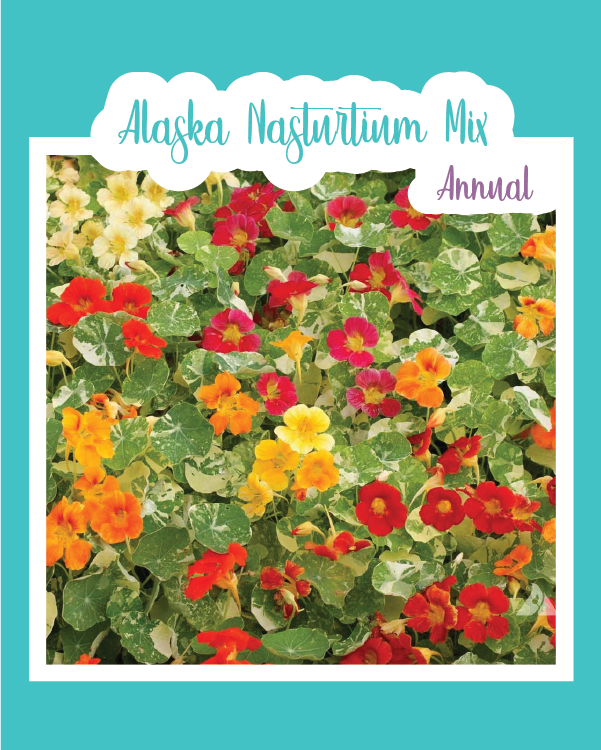 Alaska Nasturtium Mix