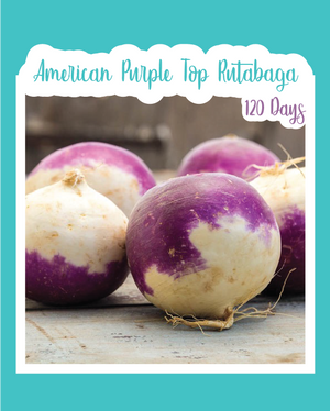 American Purple Top Rutabaga