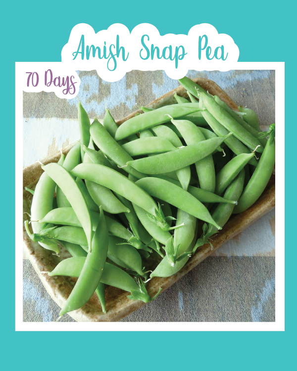 Amish Snap Pea