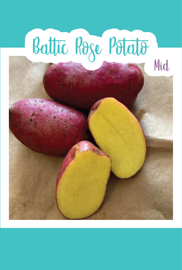 baltic rose seed potatoes Organic Baltic Rose Seed Potato (Mid)