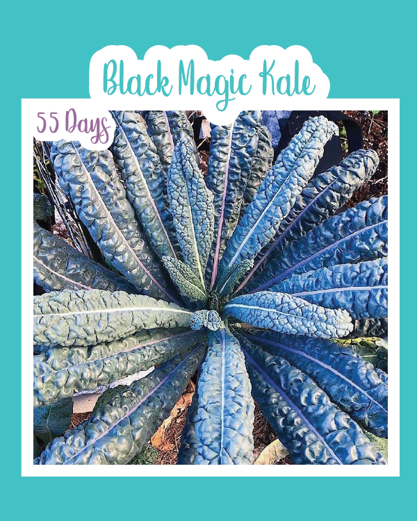 Black Magic Kale