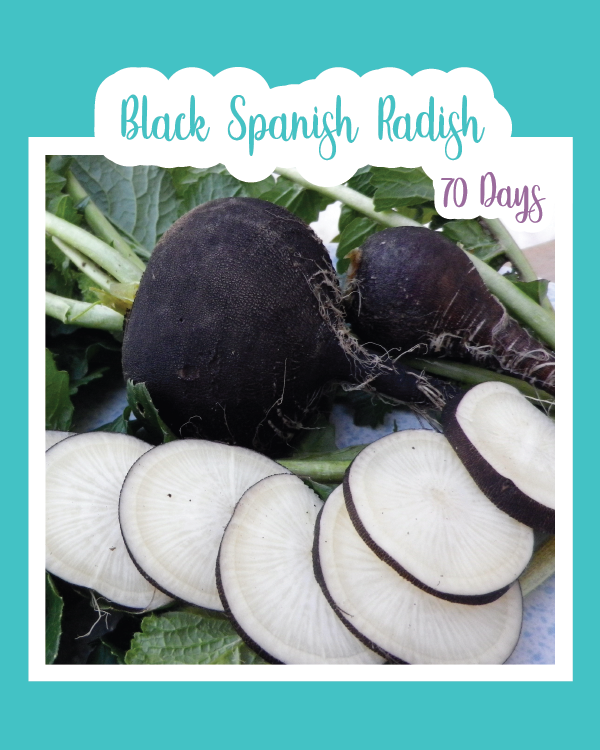 Black Spanish Radish