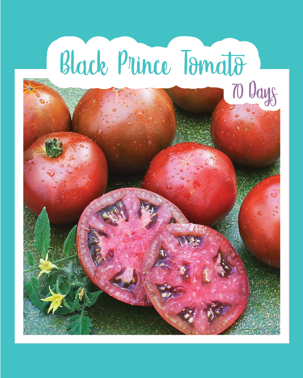 Black Prince Tomato