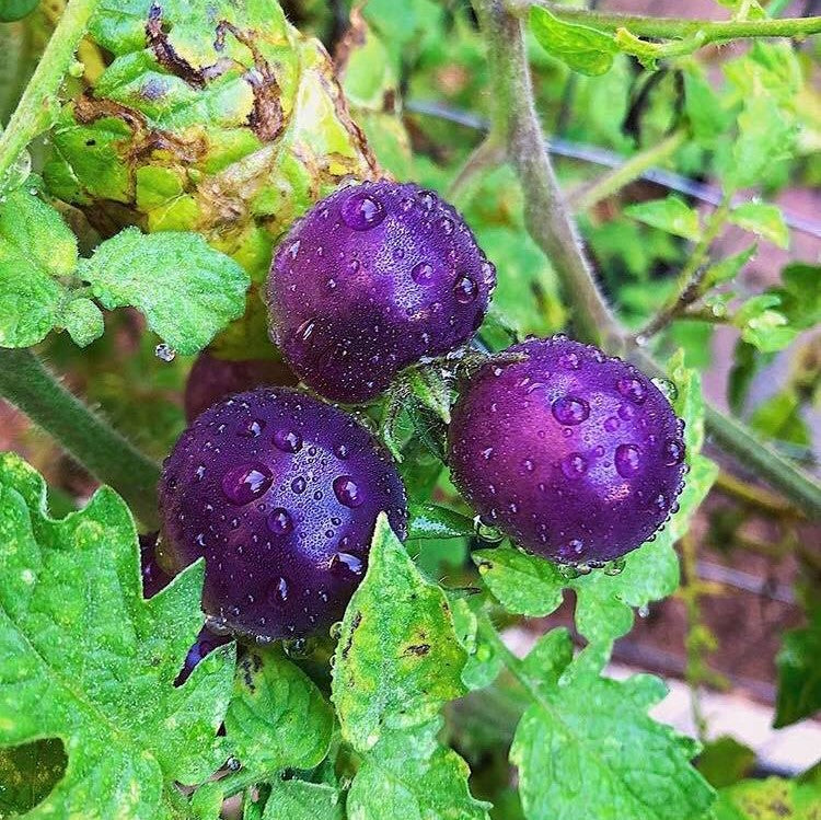 Blueberries Tomato