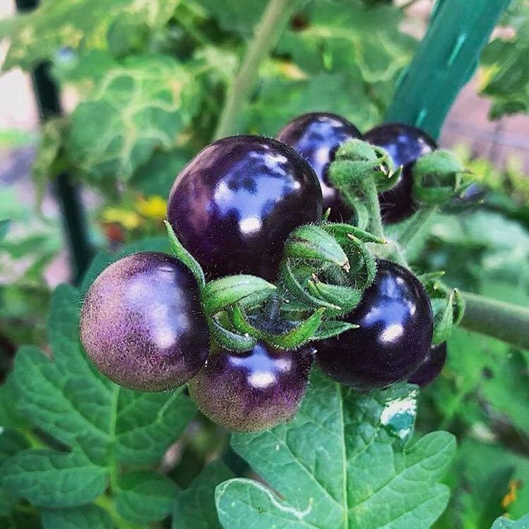 Blueberries Tomato