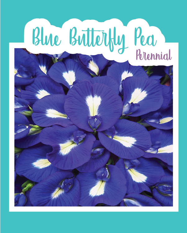 blue butterfly pea flower seeds Blue Butterfly Pea
