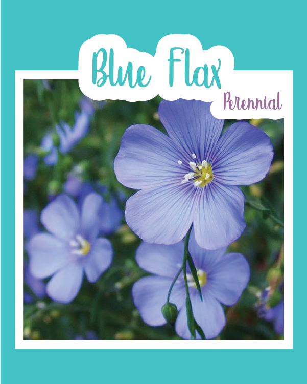 Blue Flax