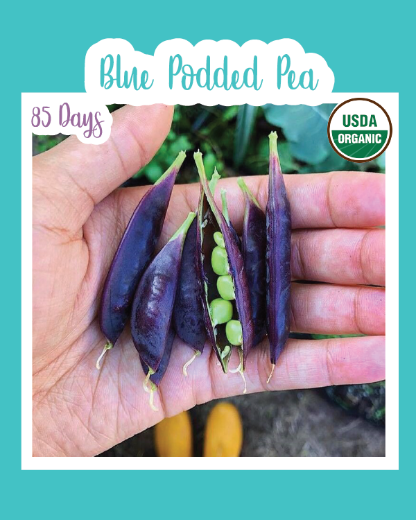 Blue Podded Pea