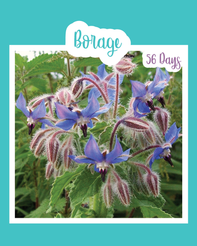 thumbnail image 2 of 100 "Blue Monday" Clary Sage / Blue Monday Salvia Flower Seeds - New Hill Farms 2 of 10