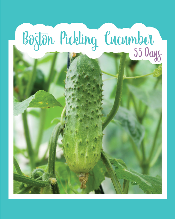 Boston Pickling Cucumber