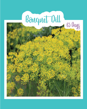 Bouquet Dill