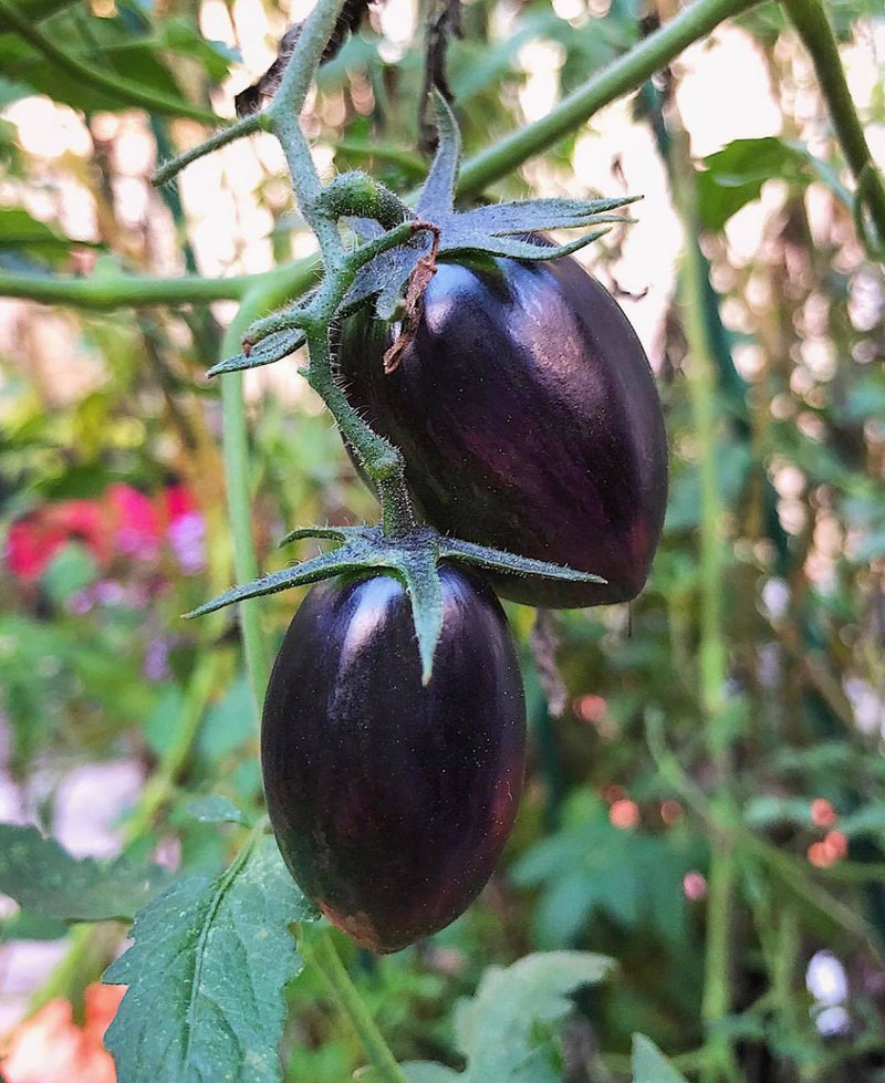 Brad's Atomic Grape Tomato