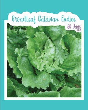 Broadleaf Batavian Endive (Escarole)